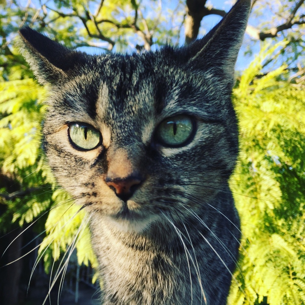 Meet your Posher, Thomas